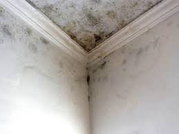 Professional Mold Prevention & Removal  in Belvedere, SC